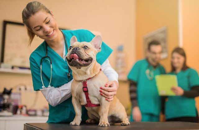 Veterinária examinando um cão na clínica