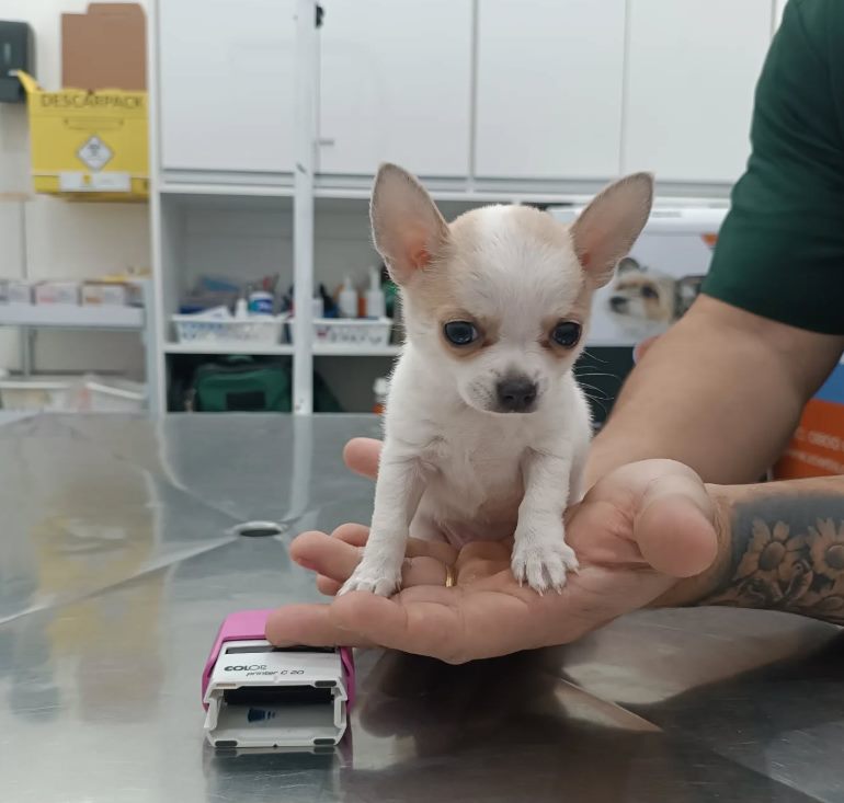 Filhote de chihuahua sendo atendido na Clínica Village