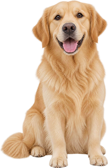 Golden retriever sentado, atendido na Clínica Veterinária do Village